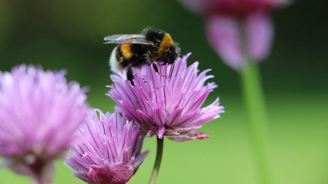 self pollination examples