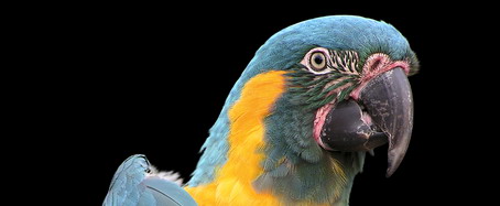 Conversations with Parrots and the Dangers of a Swipe File