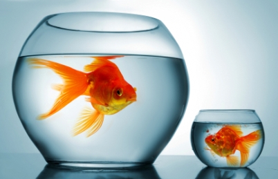 image of two goldfish